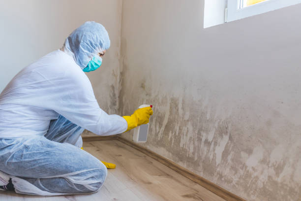 Licensed Mold Remediation service in Largo, FL - WQB Mold Removal